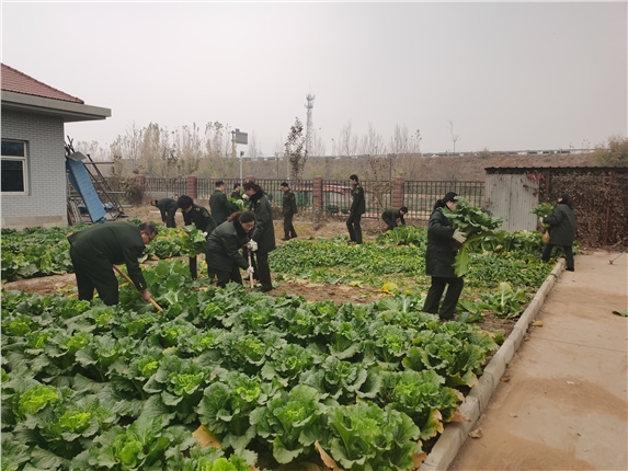 大白菜丰收.jpg 大白菜丰收.jpg