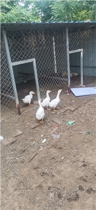 ccedb98b98e6eef9347e1a379d3bbe2.jpg